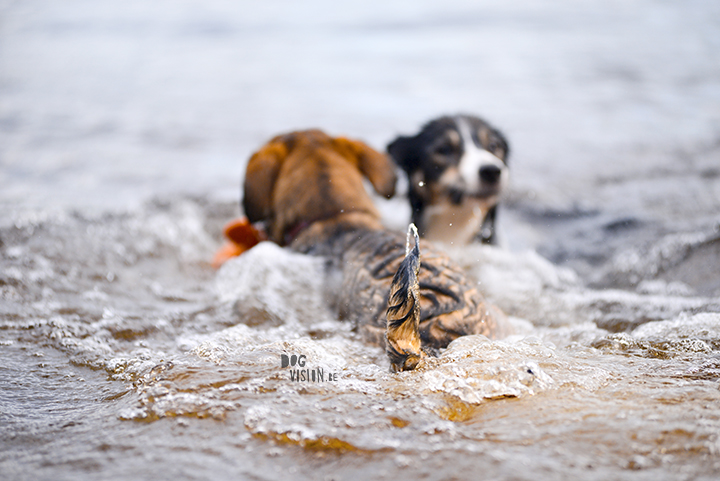 #TongueOutTuesday (28)| dogvision dog stories | dog photography project | blog on www.DOGvision.be