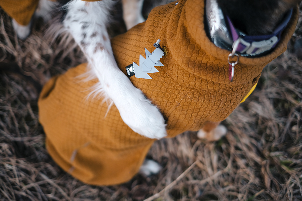 Early spring in Sweden, dog photography, adventure dogs, Hurtta ambassador, www.DOGvision.eu