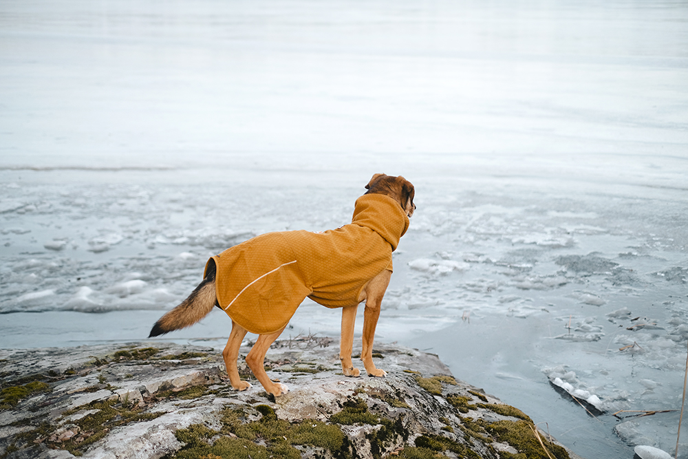 Early spring in Sweden, dog photography, adventure dogs, Hurtta ambassador, www.DOGvision.eu