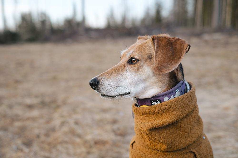 Early spring in Sweden, dog photography, adventure dogs, Hurtta ambassador, www.DOGvision.eu