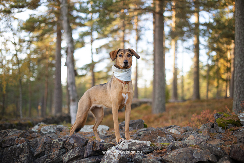 #TongueOutTuesday (41), Fenne Kustermans, dog photography and blog at www.DOGvision.eu. Dalarna Sweden, creative dog photography, rescue dogs, hiking with dogs in Sweden.