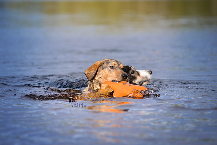 Exploring lakes together | DOGvision dog photography | www.DOGvision.be