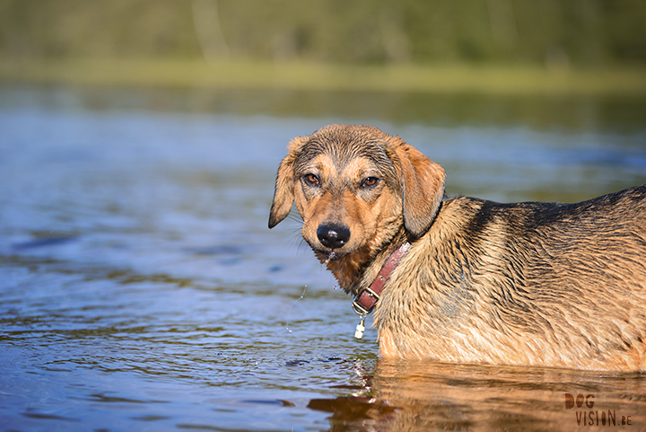 Exploring lakes together | DOGvision dog photography | www.DOGvision.be