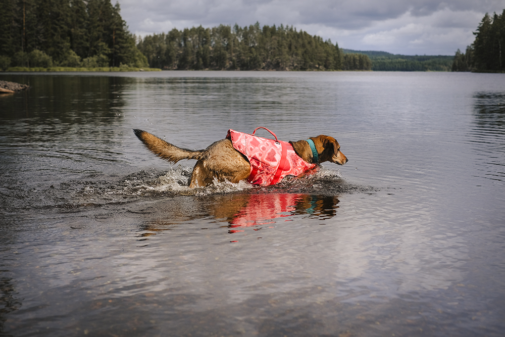 Summer in Sweden, senior Border Collie health, Hurtta ambassador, www.DOGvision.eu