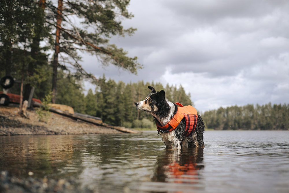 Summer in Sweden, senior Border Collie health, Hurtta ambassador, www.DOGvision.eu