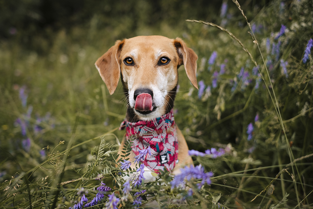 #TongueOutTuesday dogvision dog photography project, www.DOGvision.eu