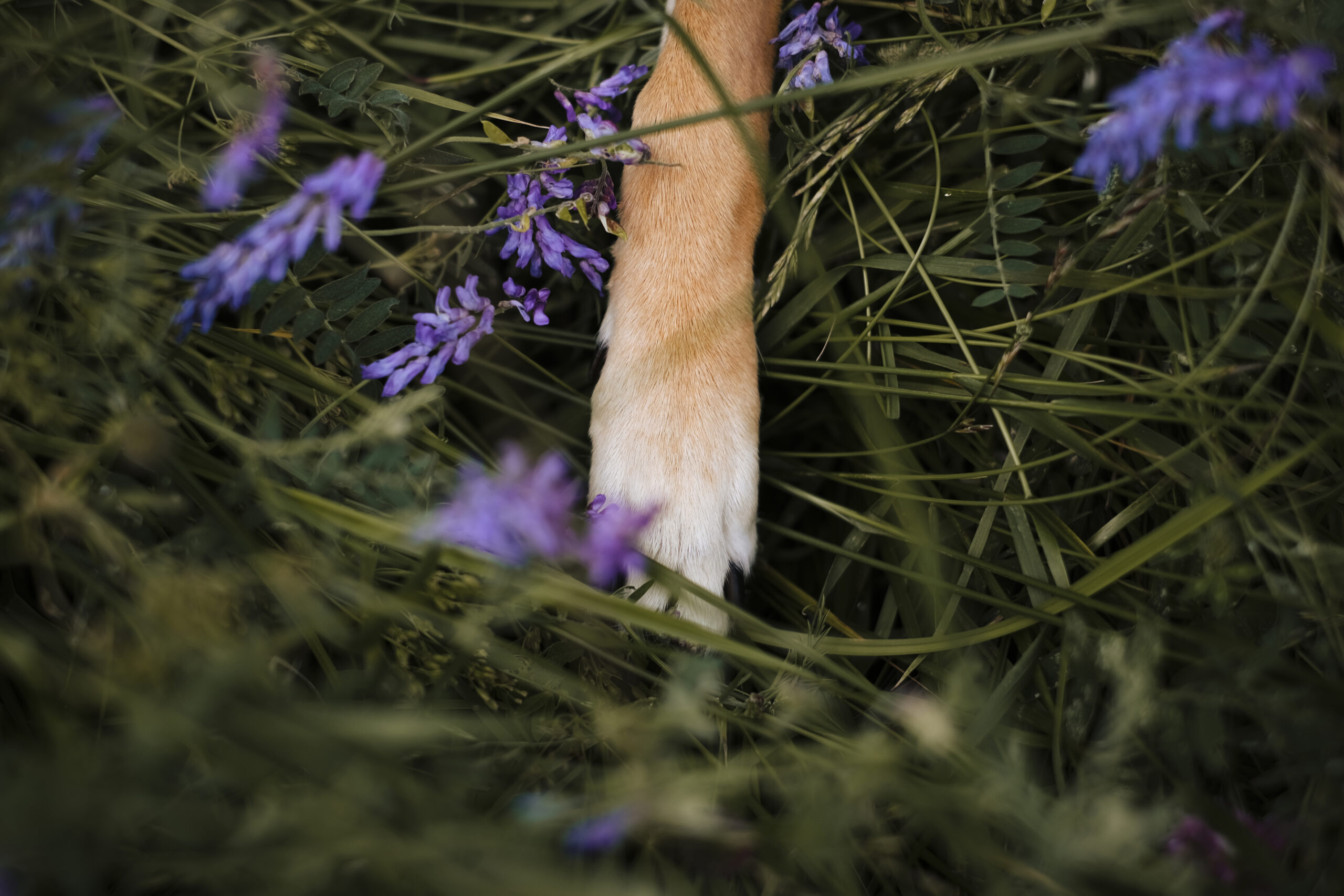 Dog paw and delicate purple flowers