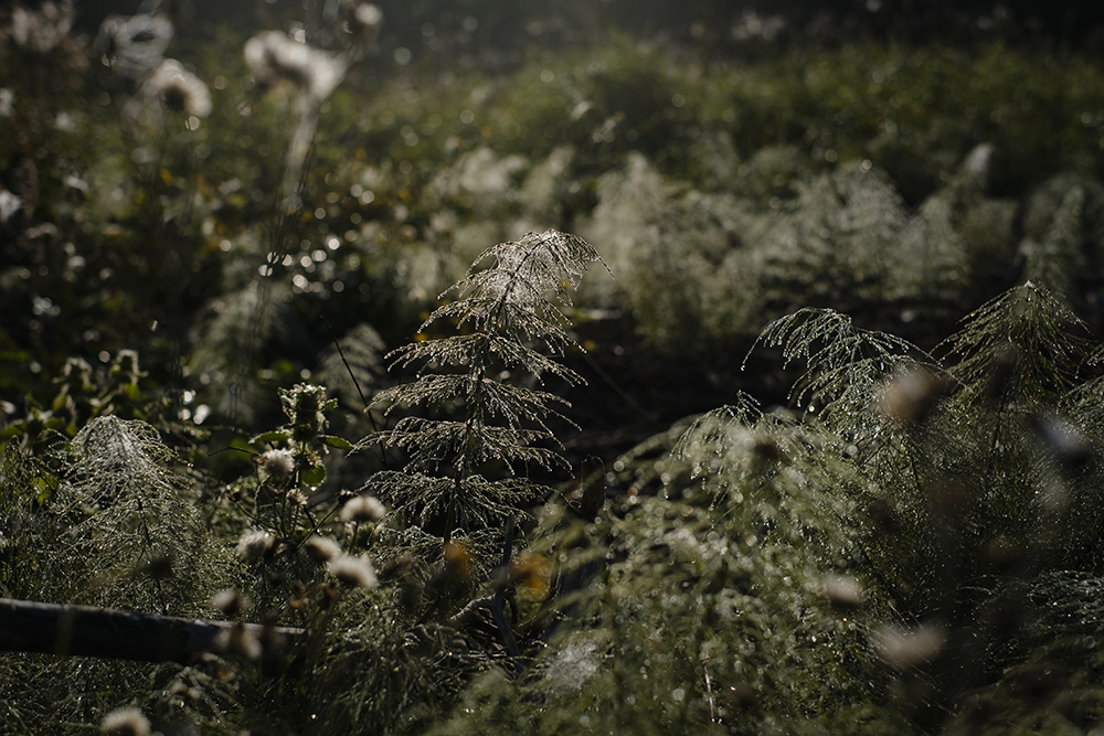 Misty morning in Sweden during our dog walk, www.DOGvision.eu