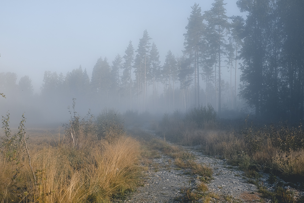 Autumn morning in Sweden, misty forest path, www.DOGvision.eu