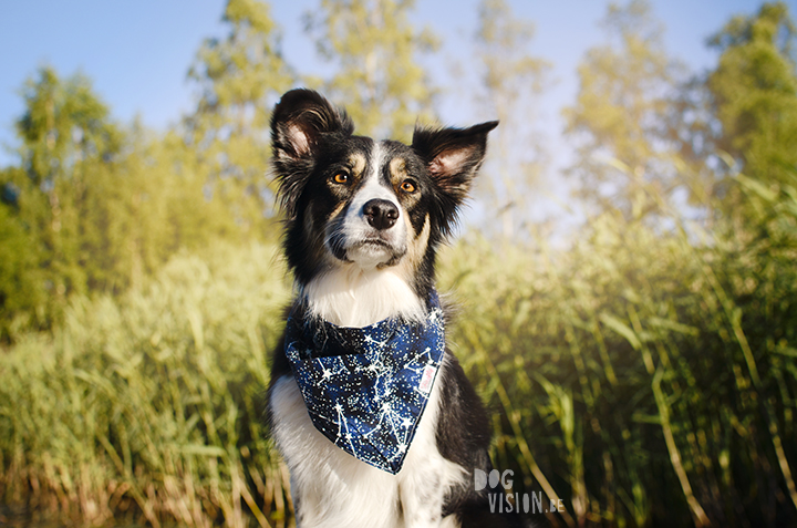 Look what we got: mail from Firefly canine outfitters | dog photography | Border Collie | dogs in Sweden | www.DOGvision.be