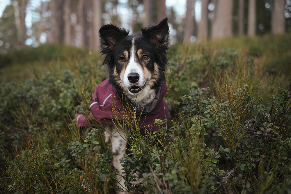 Hurtta Mudventure coat, Hurtta ambassador, hiking with dogs in Sweden, early spring, www.DOGvision.eu