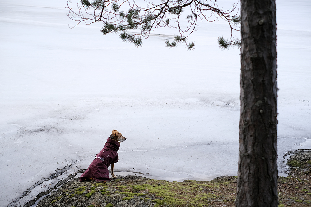 Hurtta Mudventure coat, Hurtta ambassador, hiking with dogs in Sweden, early spring, www.DOGvision.eu