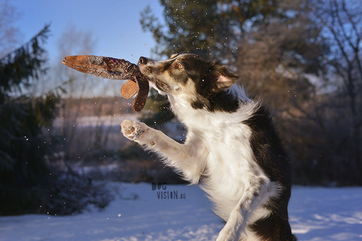 #TongueOutTuesday (02)| hondenfotografie | www.DOGvision.be