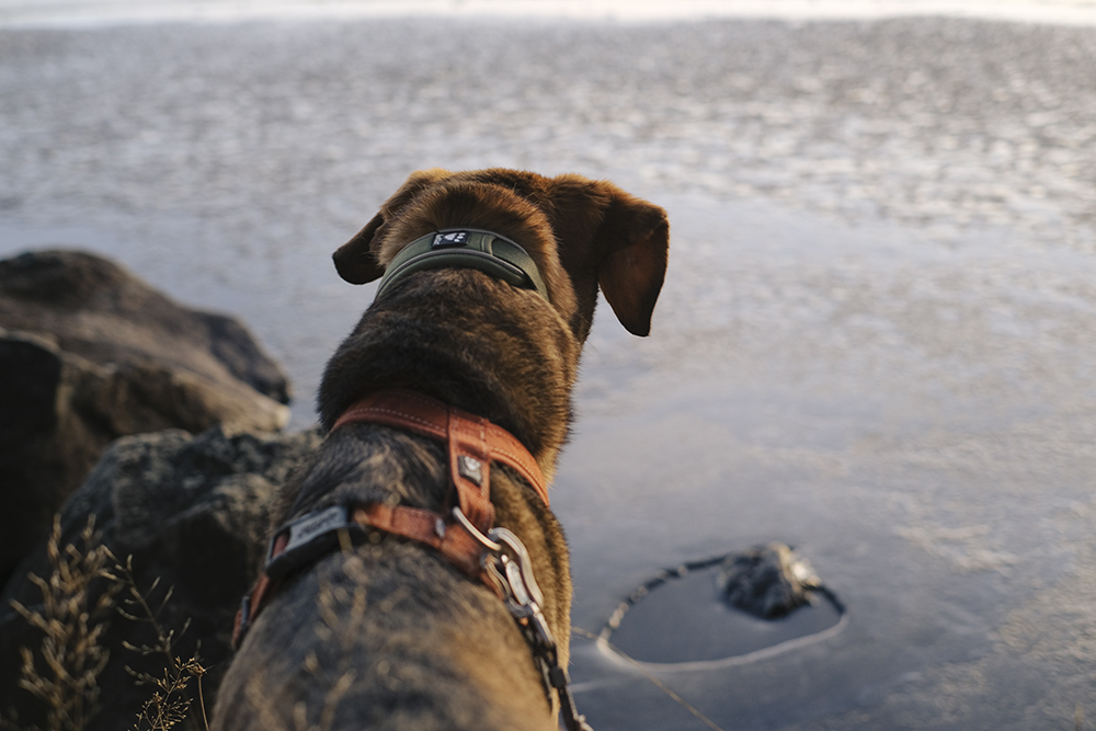 Winter in Sweden, hiking with dogs, mirrorless dog photography, Hurtta ambassador, www.DOGvision.eu