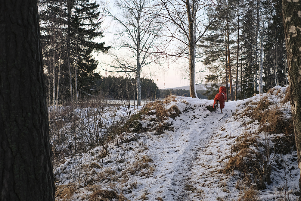 Winter in Sweden, hiking with dogs, mirrorless dog photography, Hurtta ambassador, www.DOGvision.eu