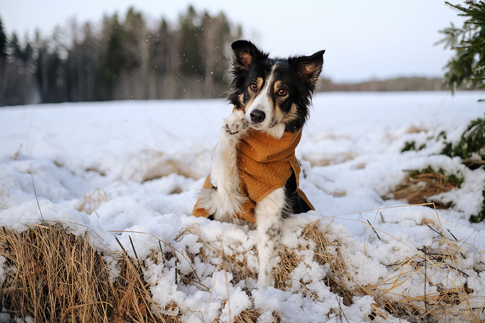 Winter in Sweden, hiking with dogs, mirrorless dog photography, Hurtta ambassador, www.DOGvision.eu