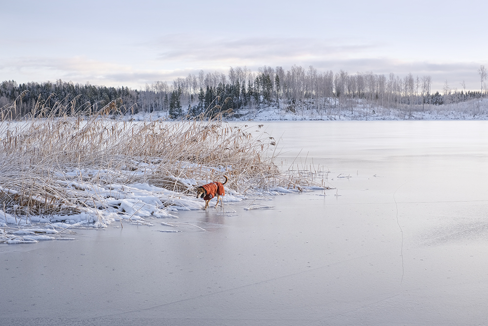 Winter in Sweden, hiking with dogs, mirrorless dog photography, Hurtta ambassador, www.DOGvision.eu