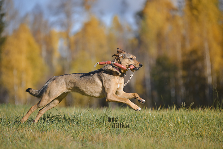 #TongueOutTuesday (42) | www.DOGvision.eu