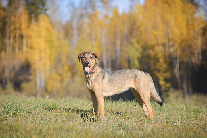 #TongueOutTuesday (42) | www.DOGvision.eu