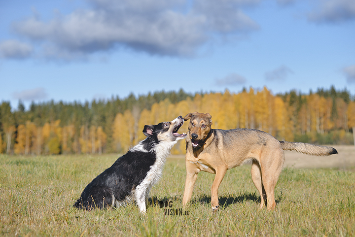 #TongueOutTuesday (42) | www.DOGvision.eu