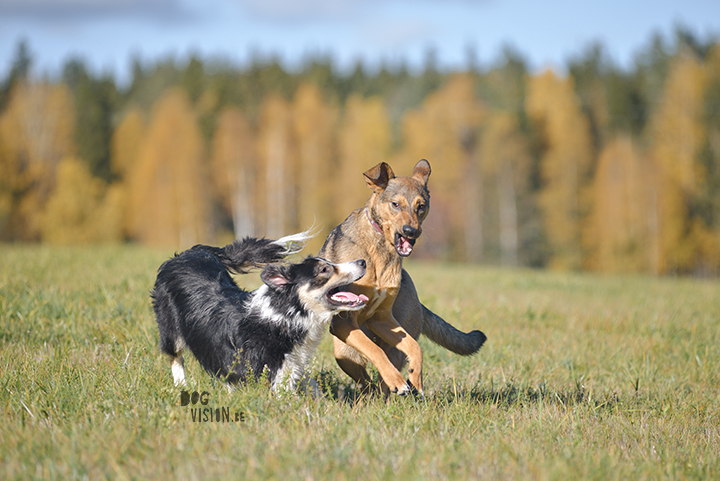 #TongueOutTuesday (42) | www.DOGvision.eu