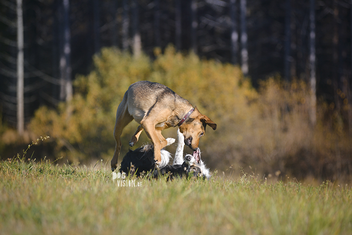 #TongueOutTuesday (42) | www.DOGvision.eu