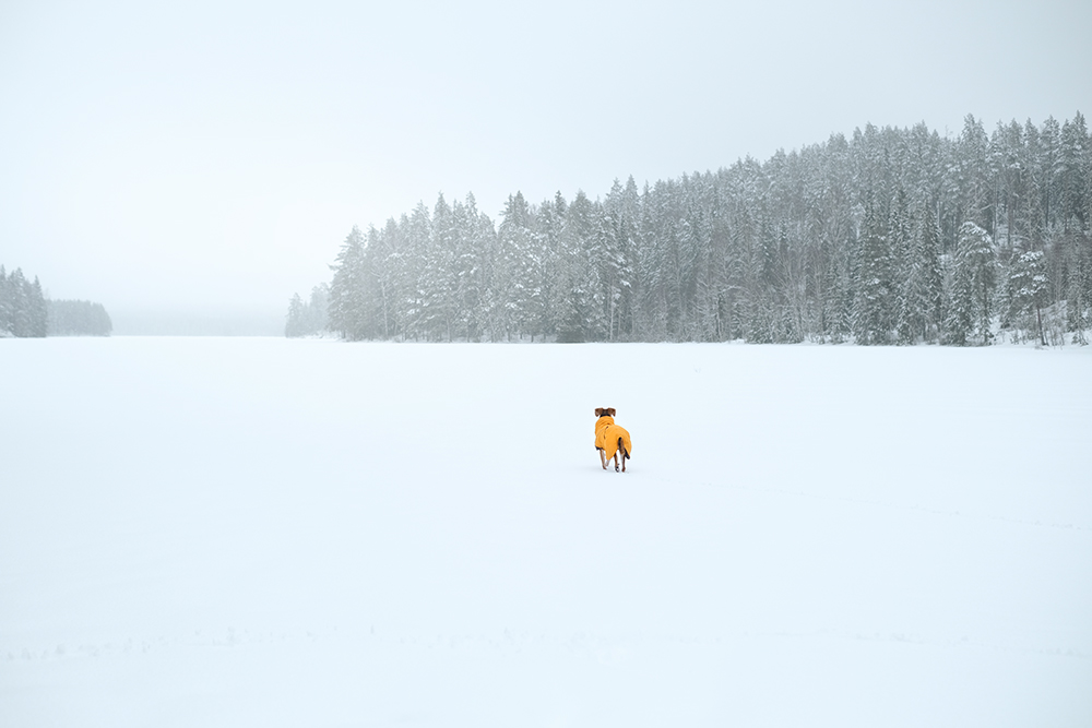 #TongueOutTuesday (08), winter fun on the frozen lake with the dogs, Hurtta expedition parka, mutts and Border Collie, www.DOGvision.eu