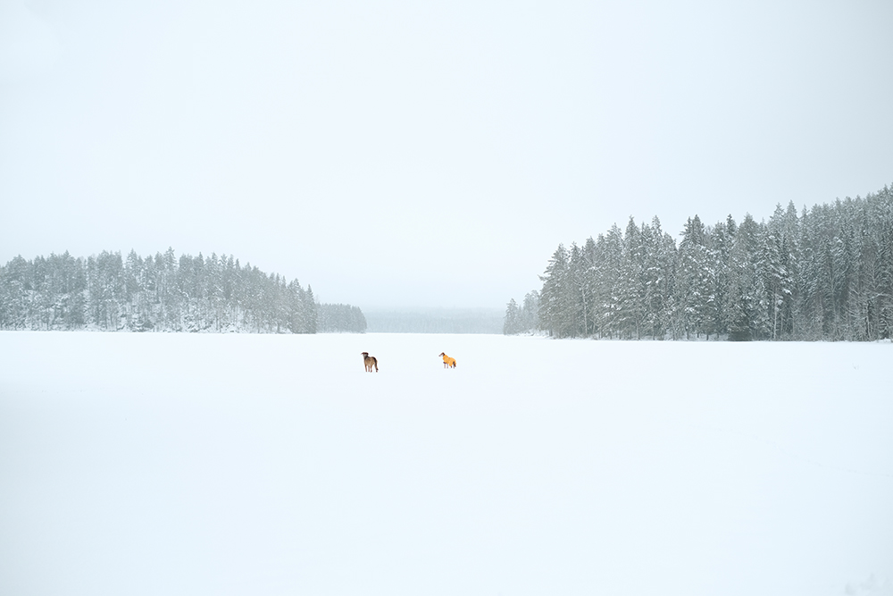 #TongueOutTuesday (08), winter fun on the frozen lake with the dogs, Hurtta expedition parka, mutts and Border Collie, www.DOGvision.eu