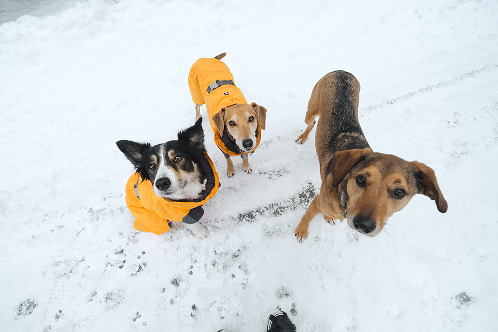 #TongueOutTuesday (08), winter fun on the frozen lake with the dogs, Hurtta expedition parka, mutts and Border Collie, www.DOGvision.eu