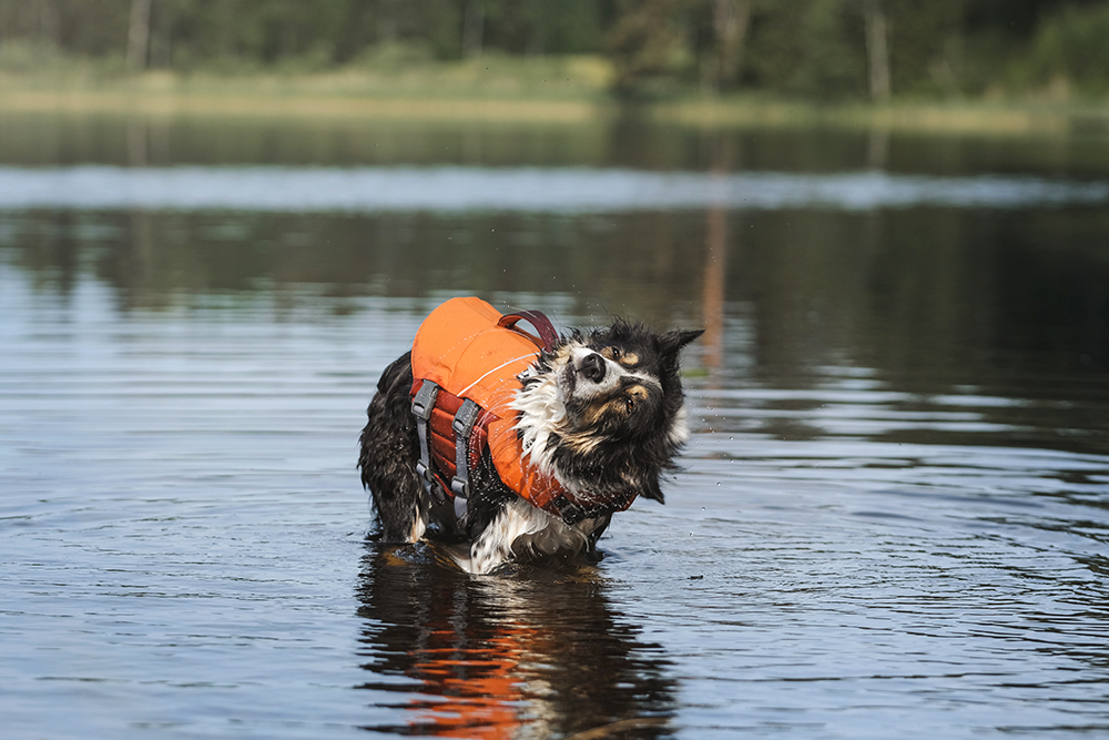 Hurtta spring discount code, dog photography Sweden, dog shake, swimming Border Collie, www.DOGvision.eu