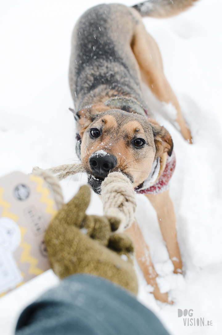 #TongueOutTuesday (03)| hondenfotografie en blog| avonturen met honden in Dalarna, Zweden| www.DOGvision.be