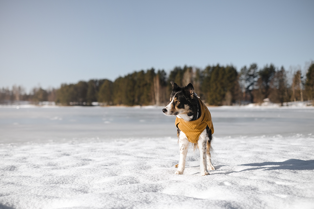 DOGvision dog photography Sweden, mutt, senior dog, Border Collie, Hurtta ambassador, www.DOGvision.eu