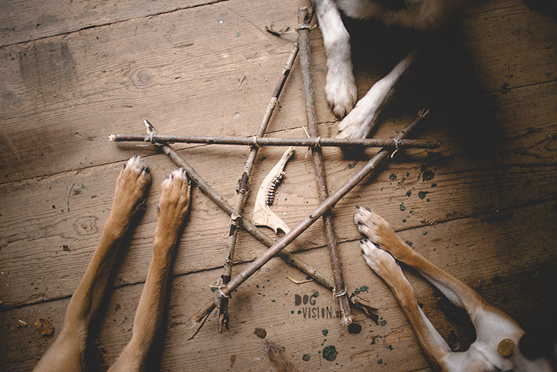 Occult day, tarot, dog photographer, European dog photographer, tarot reading, candles, witchcraft, www.dogvision.eu