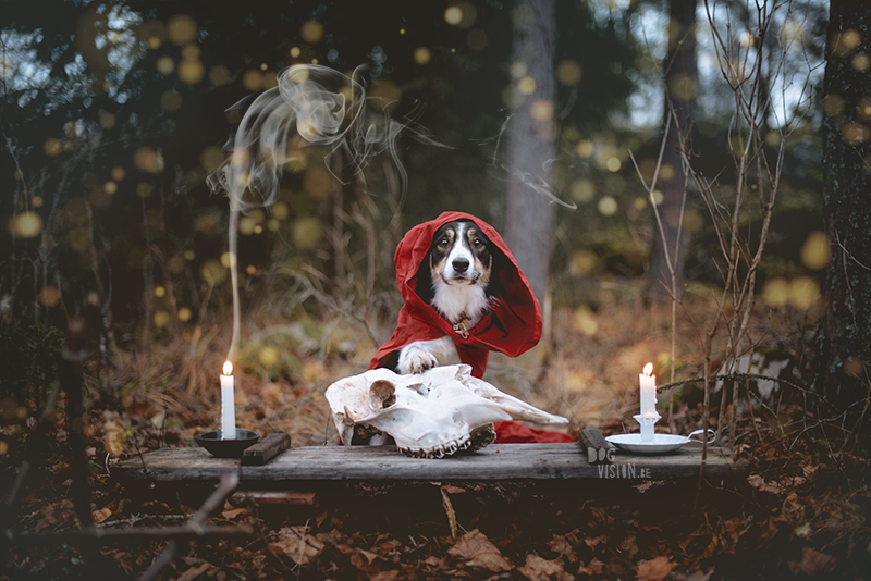 Occult day, tarot, dog photographer, European dog photographer, tarot reading, candles, witchcraft, www.dogvision.eu