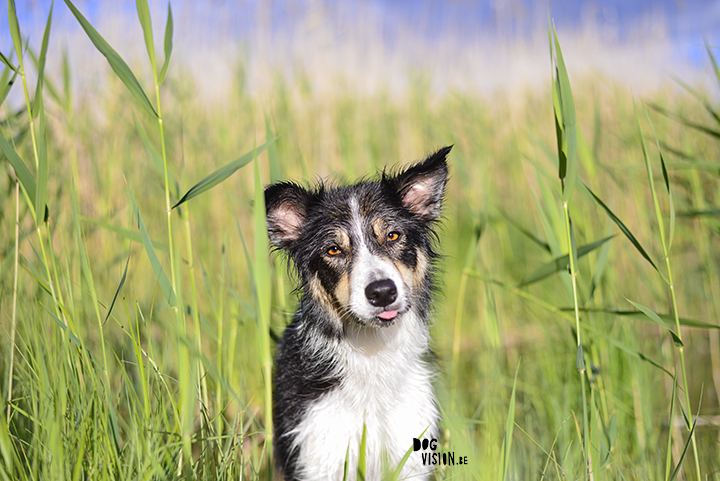 #TongueOutTuesday (25) | Dog photography project | www.DOGvision.be