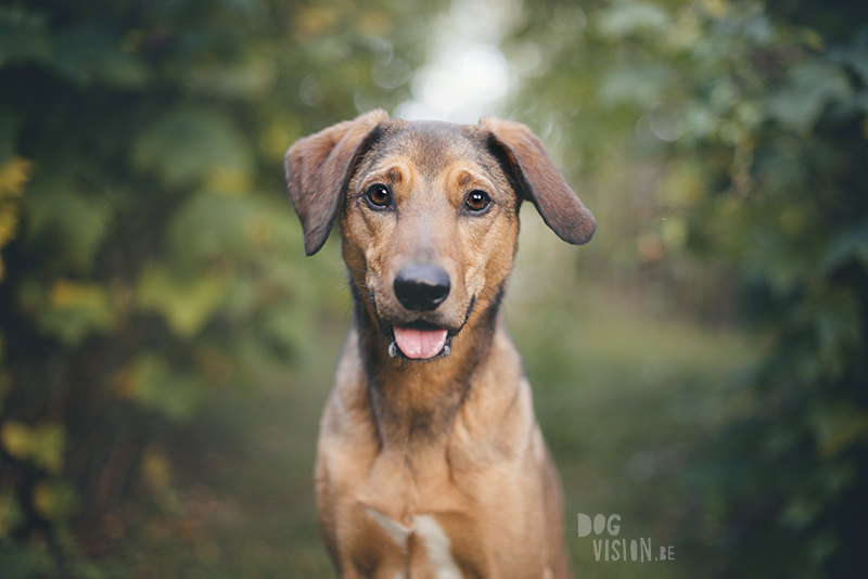 #TongueOutTuesday (37), www.DOGvision.eu