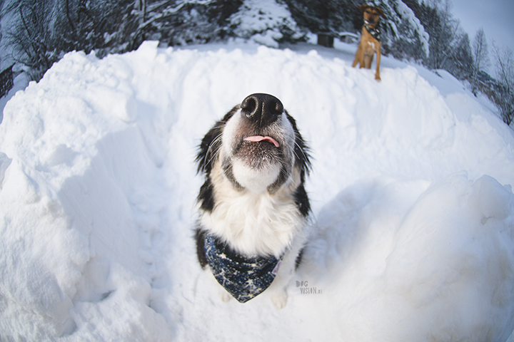 #TongueOutTuesday (03)| hondenfotografie en blog| avonturen met honden in Dalarna, Zweden| www.DOGvision.be