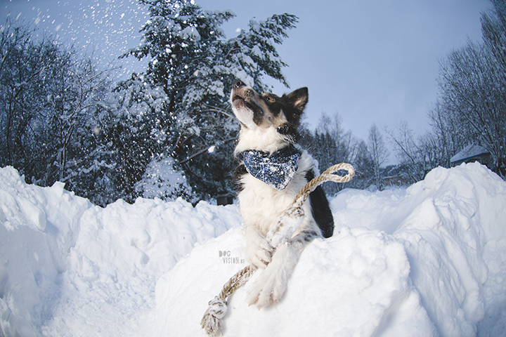 #TongueOutTuesday (03)| hondenfotografie en blog| avonturen met honden in Dalarna, Zweden| www.DOGvision.be