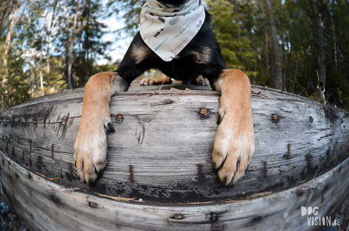 Exploring lakes together | DOGvision dog photography | www.DOGvision.be