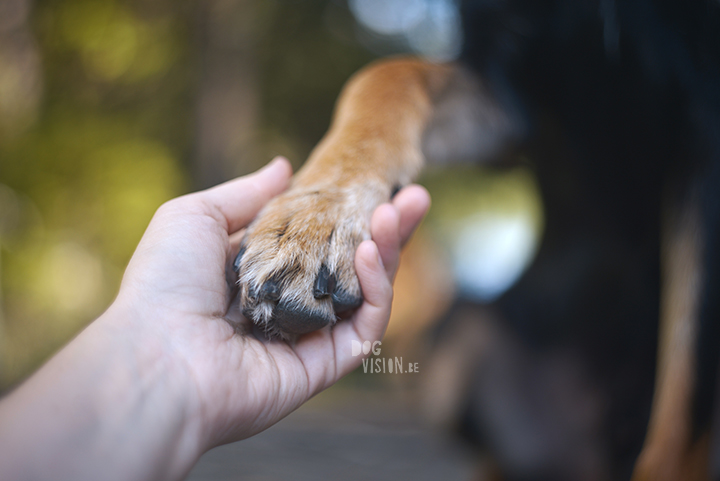 Exploring lakes together | DOGvision dog photography | www.DOGvision.be