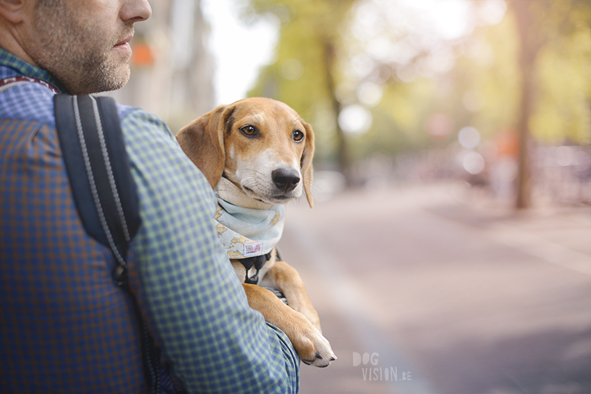 Cretan rescue puppy in Amsterdam, dog photography, www.dogvision.eu