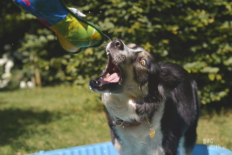 Border collie pool, playing dog, dog photography, www.dogvision.eu