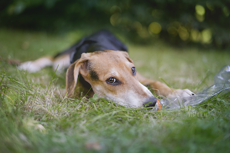 rescue dog from Crete, dog photographer, outdoor dog photography and blog on www.DOGvision.eu