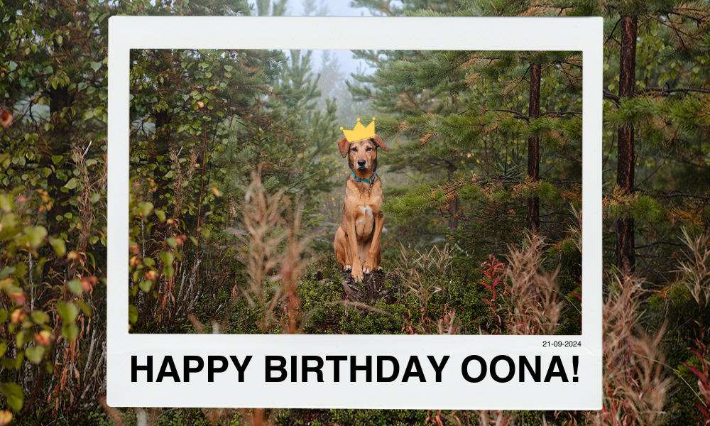 Birthday dog Oona, Hurtta giveaway Monsoon coat eco. www.DOGvision.eu