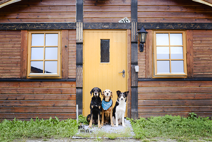 Cottage in Norway, 2014 | dog photography | travel with dogs | www.DOGvision.be