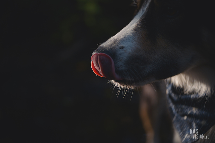 #TongueOutTuesday (39)| www.DOGvision.be