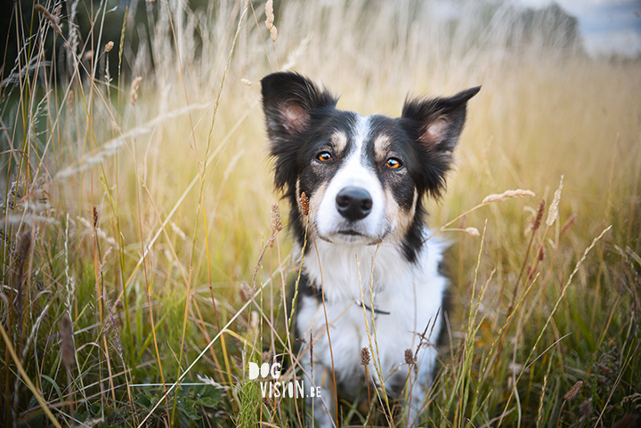 dog portraits | Mogwai, Border Collie | www.DOGvision.be