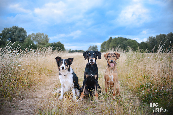 All 3 of my dogs together | www.DOGvision.be