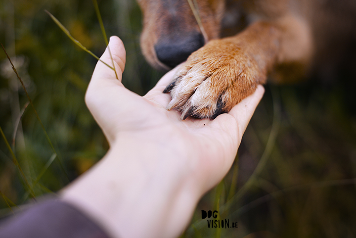 #TongueOutTuesday (27)| dog photography | www.DOGvision.be