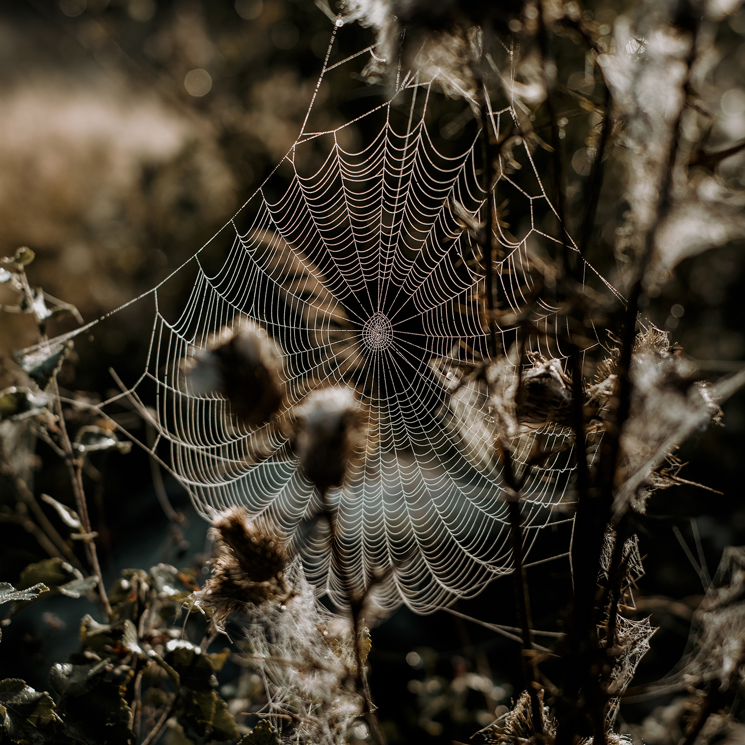 Autumn morning in Sweden, spider web, fujifilm photography, www.DOGvision.eu